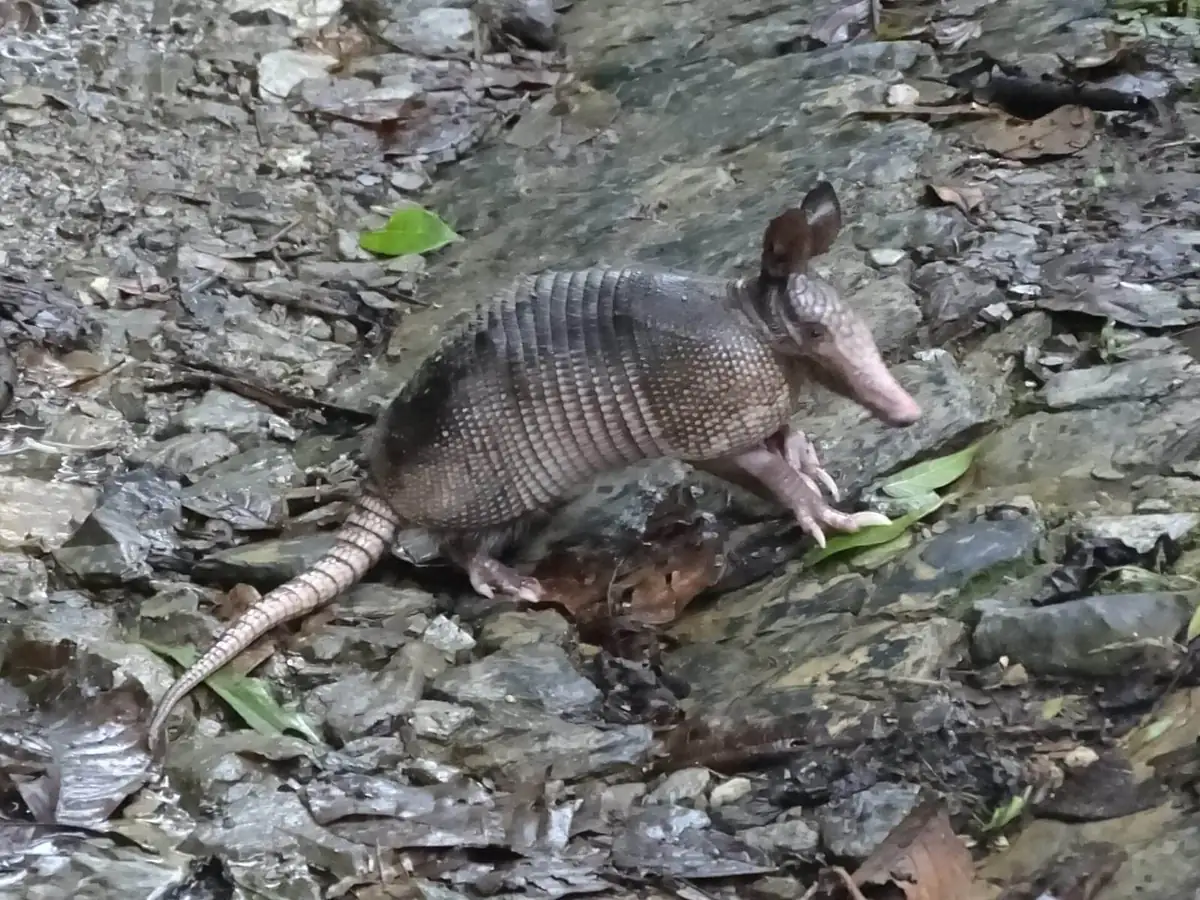 Nine-banded armadillo walking through short grass, showing banded shell and long snout