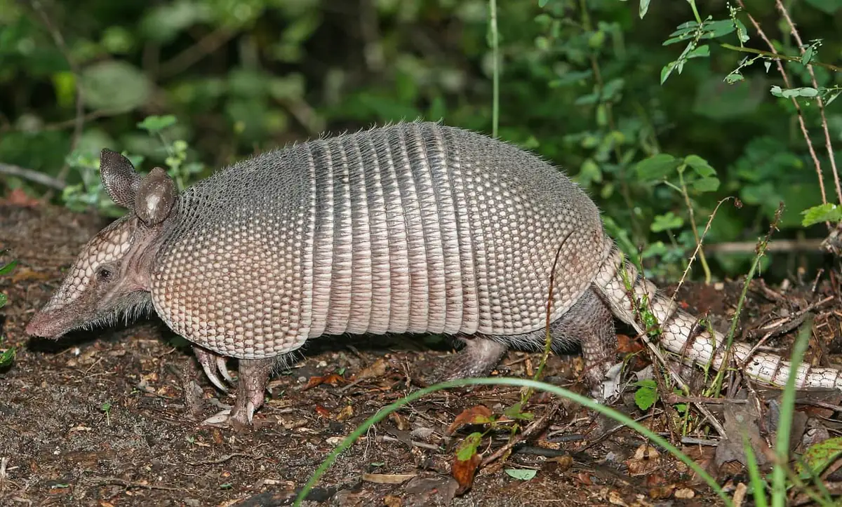 Nine-banded armadillo in dense green cover at a yard edge