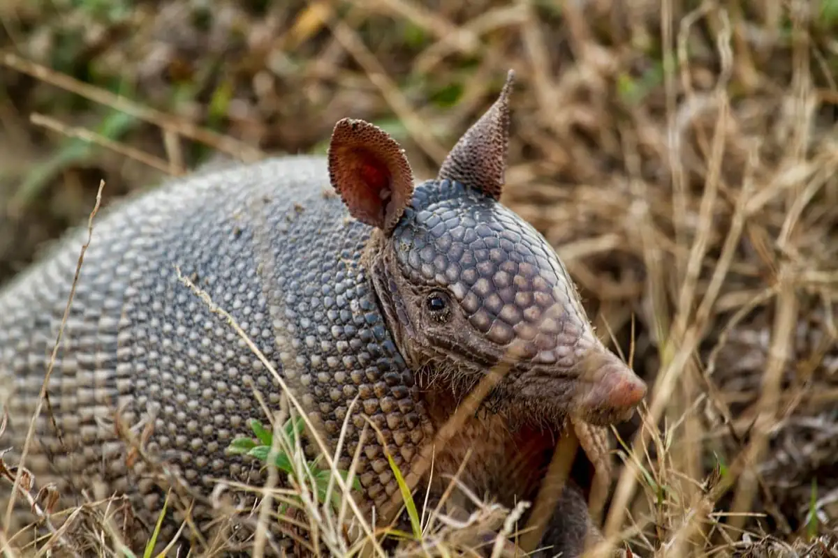 Nine-banded armadillo, Dasypus novemcinctus, in grass