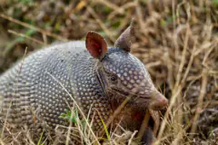 Nine-banded armadillo, Dasypus novemcinctus, in grass
