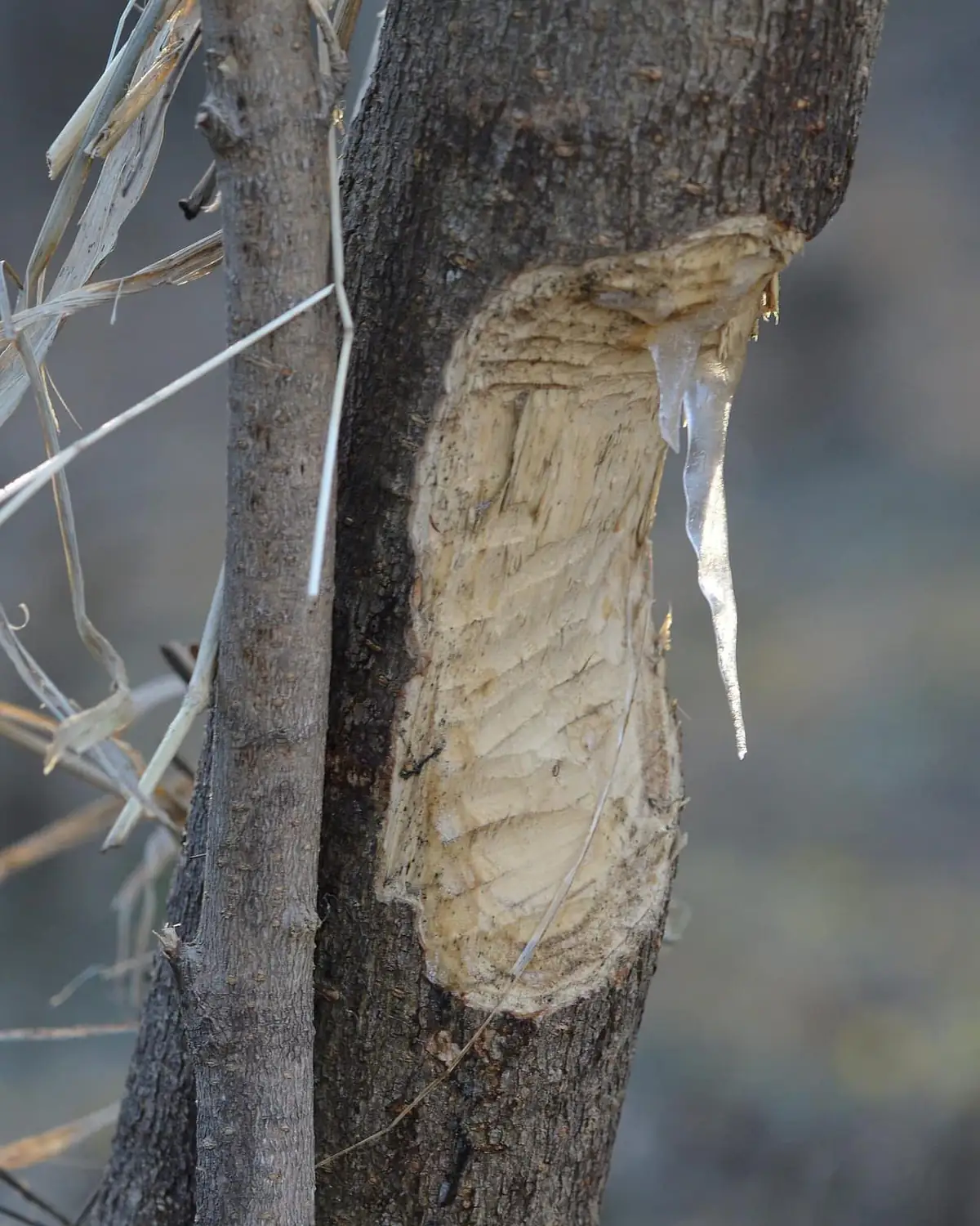 Close view of a trunk stripped of bark in the classic beaver chew pattern