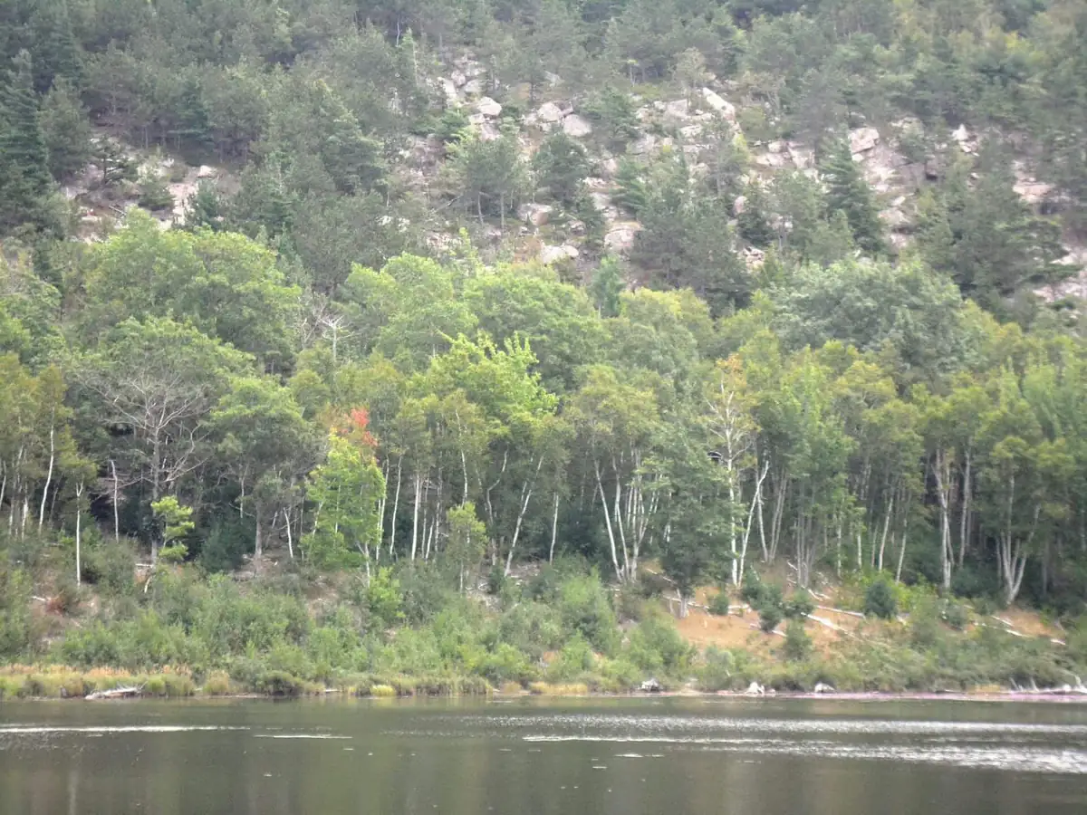Wide pond ringed by forest, the still water of a beaver impoundment