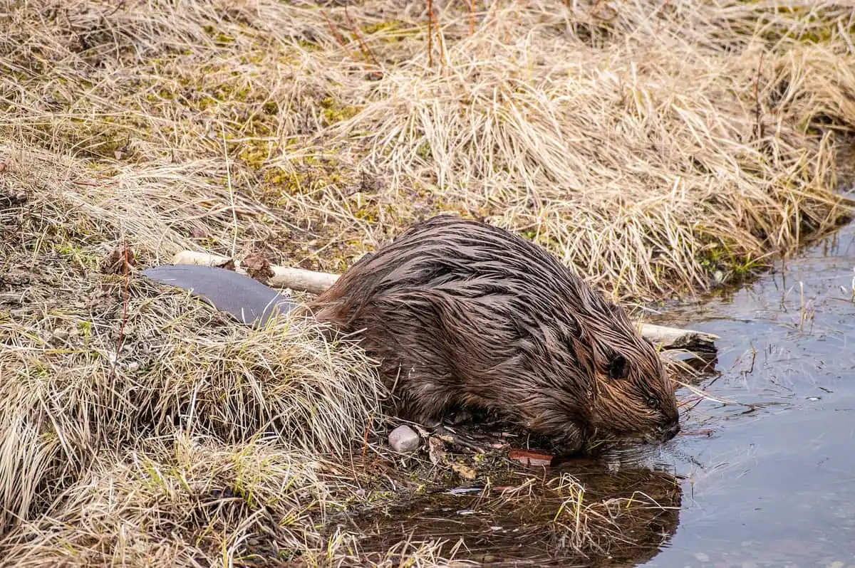 American beaver with flat tail drinking at the edge of a stream