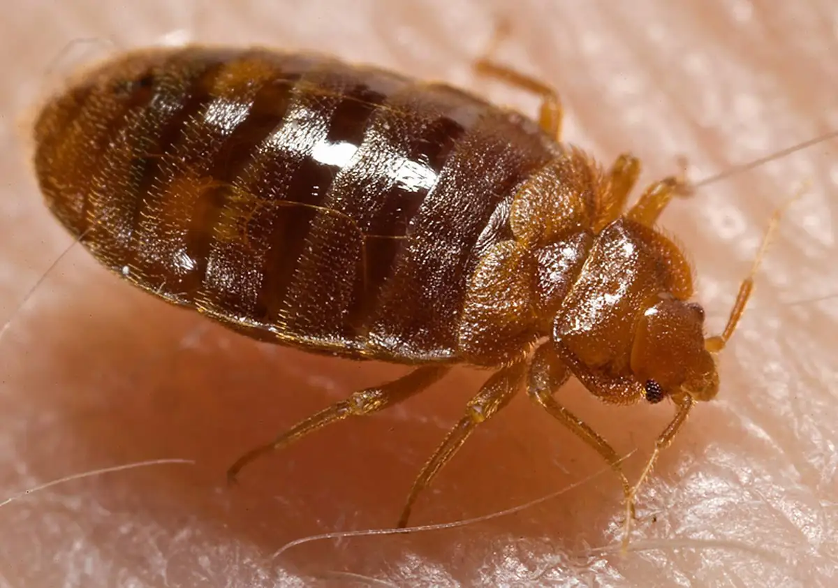 Bed bug, Cimex lectularius, close up