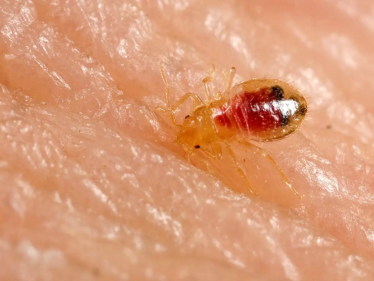 Pale bed bug nymph, the stage most people mistake for lint