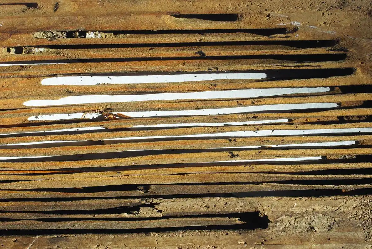 Smooth clean galleries chewed through structural wood by carpenter ants