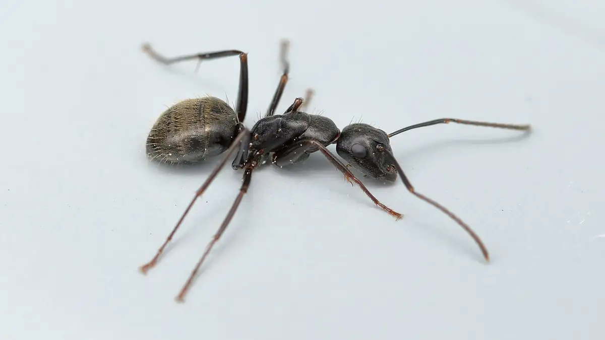 Large black eastern carpenter ant worker
