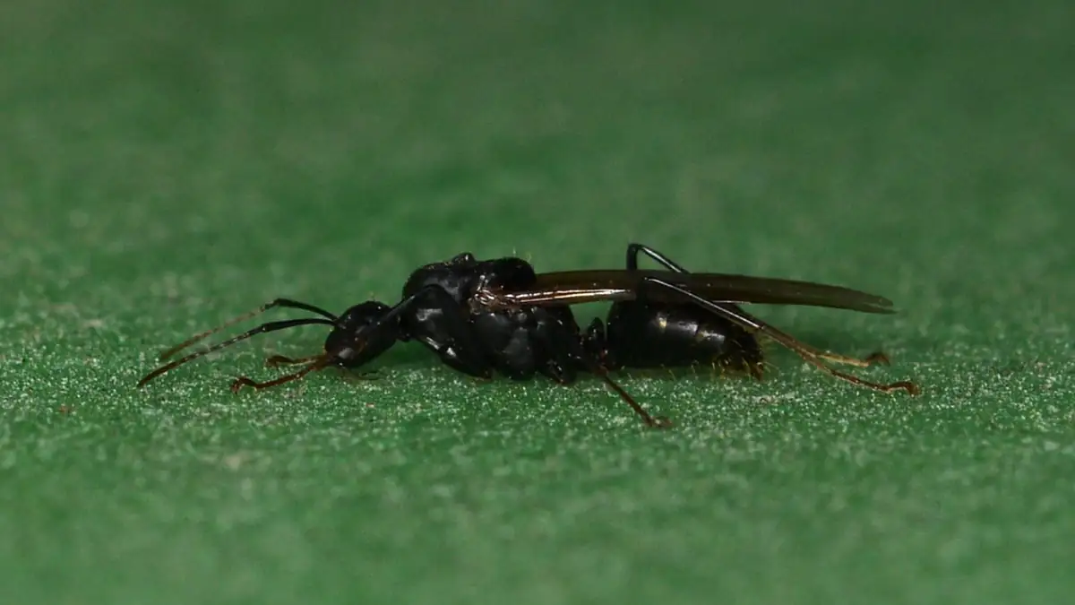 Winged carpenter ant swarmer with long wings on a leaf