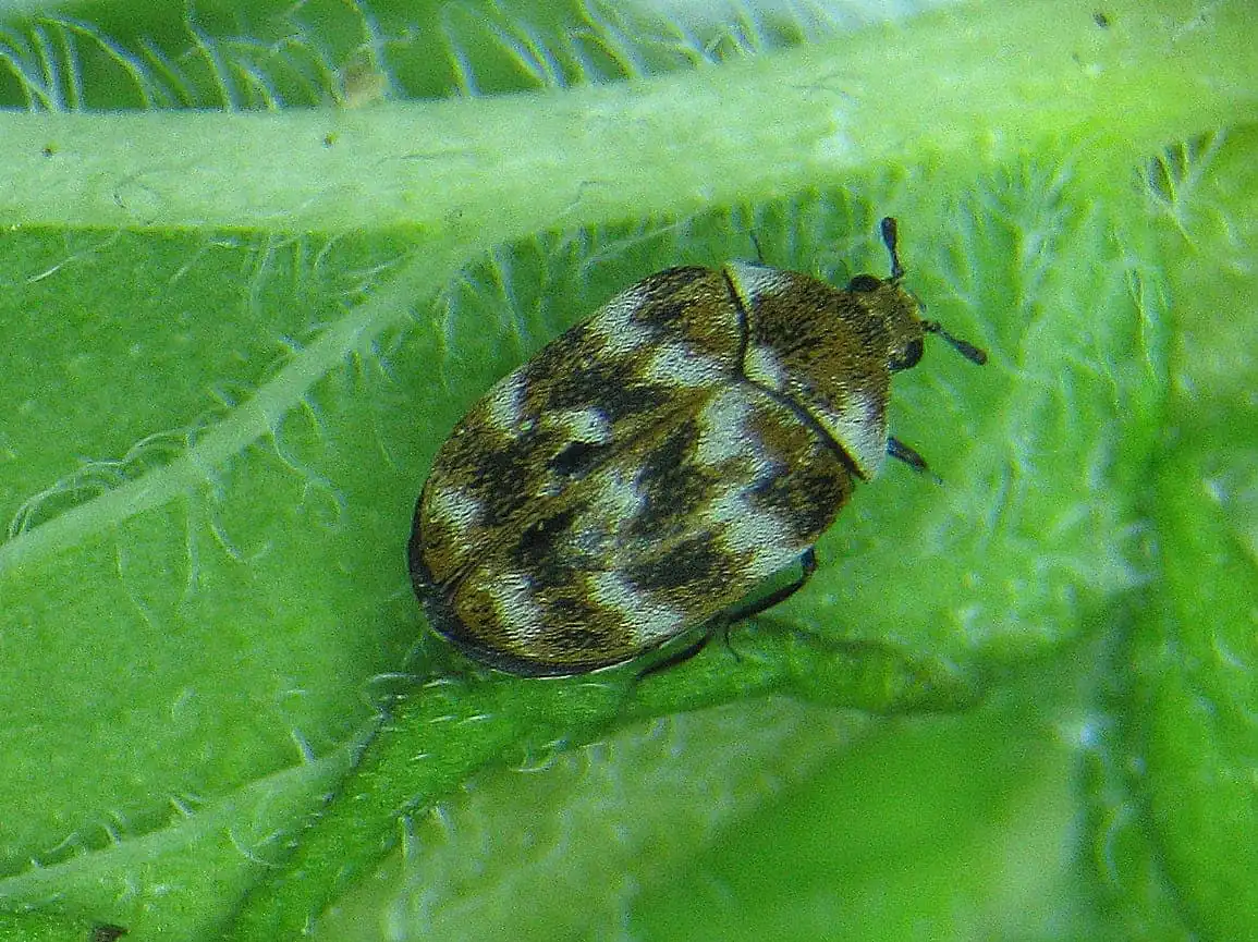 Adult varied carpet beetle with mottled wing covers