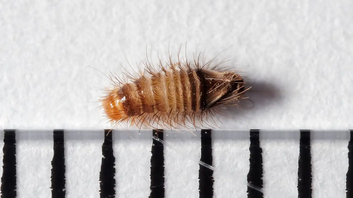 Varied carpet beetle larva, the fabric-destroying stage