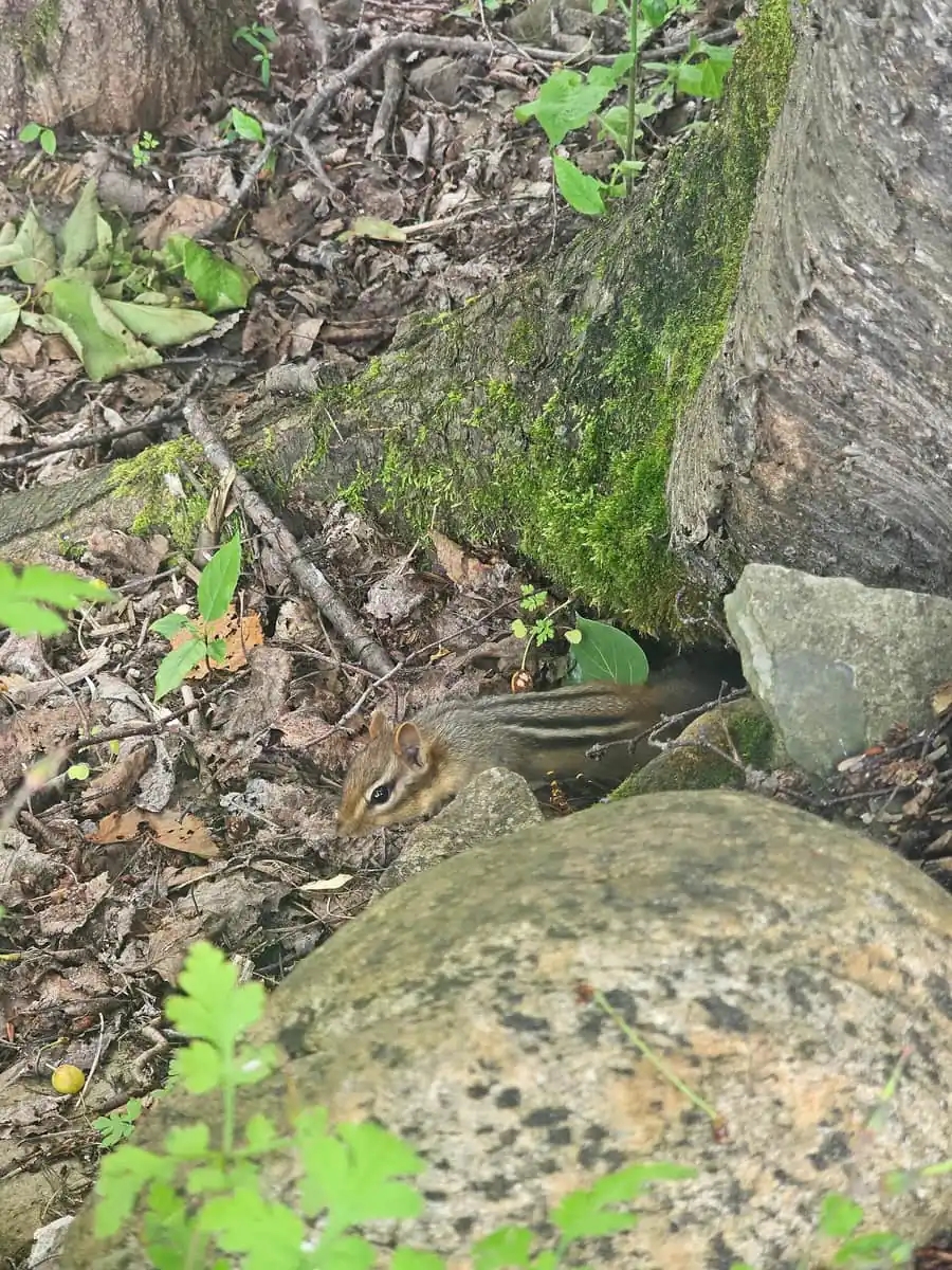 Eastern chipmunk slipping into a burrow at a tree base among stones