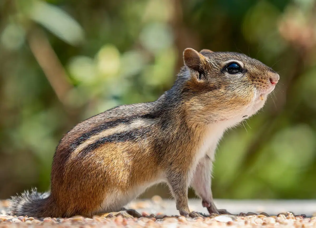 Chipmunk with full cheek pouches pausing over spilled seed