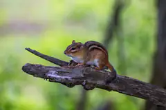 Eastern chipmunk, Tamias striatus, perched on a branch