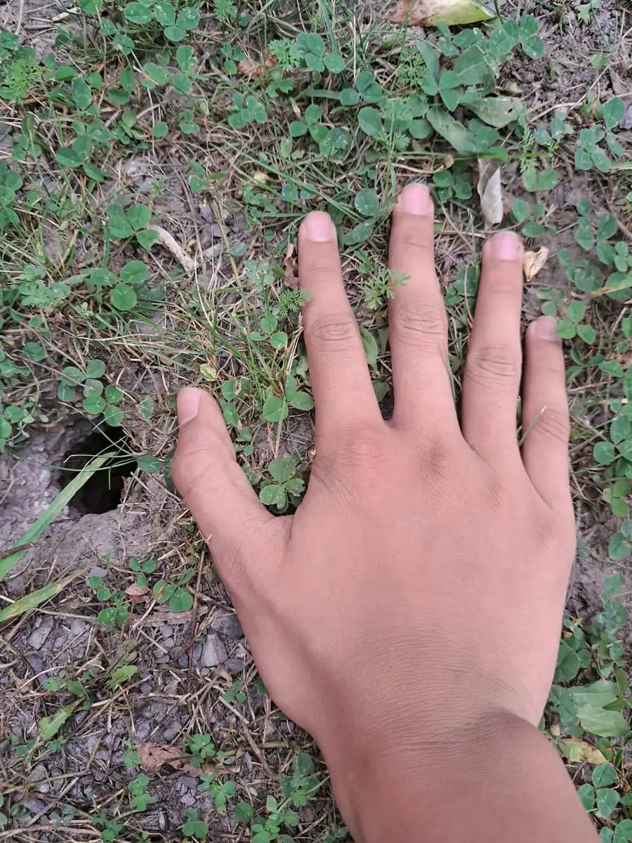 Small clean burrow hole in turf beside a hand for scale