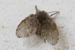 Fuzzy moth-like drain fly resting on a pale surface
