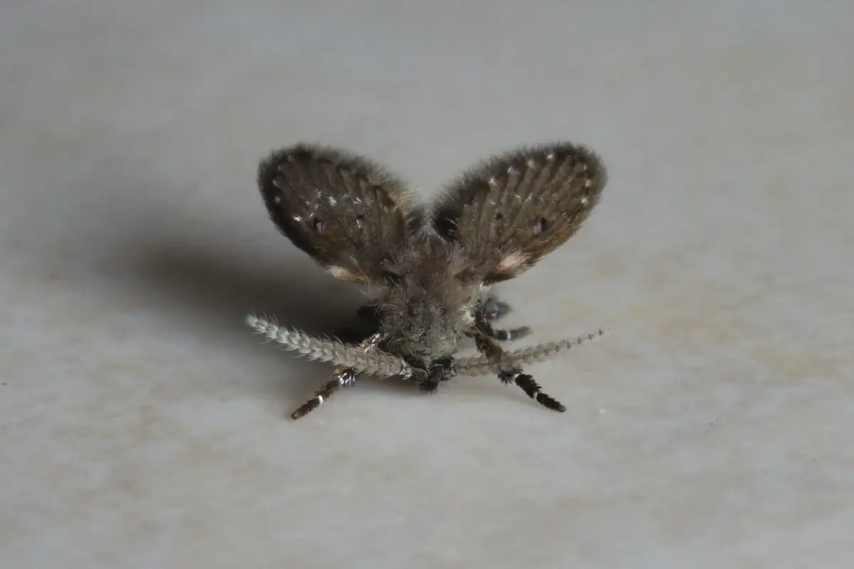Dark fuzzy drain fly with roof-like wings photographed from the front