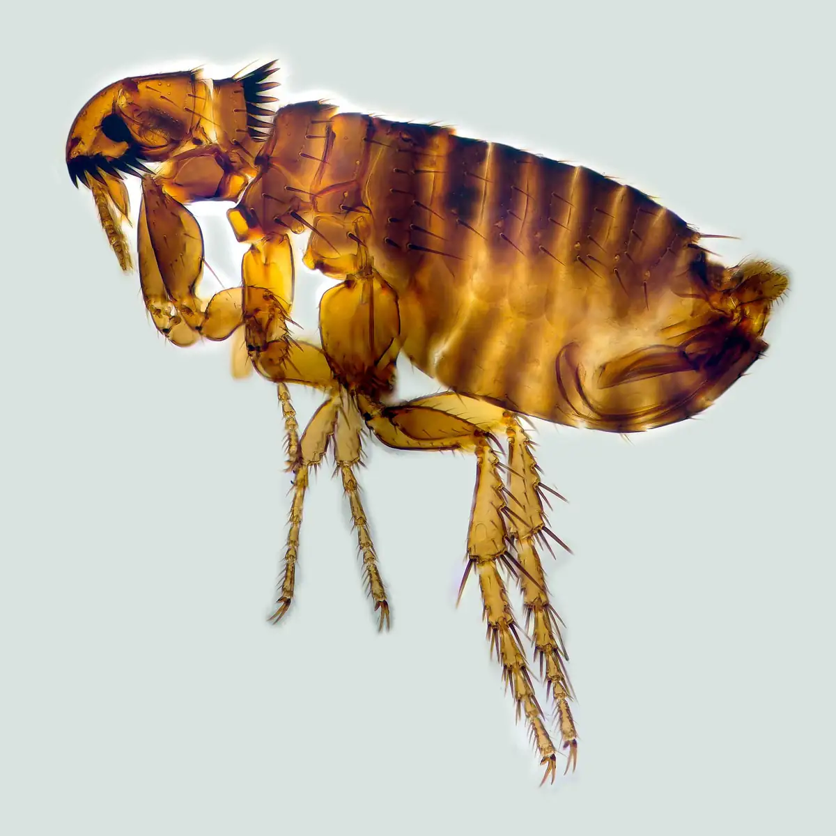 Cat flea, Ctenocephalides felis, close up