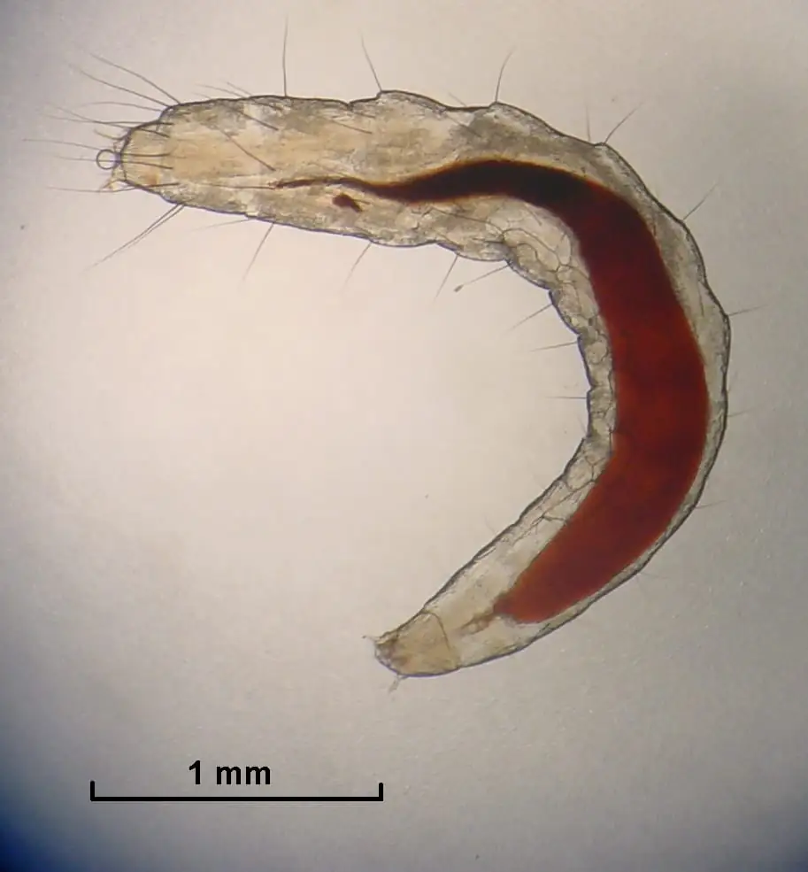 Translucent flea larva, the hidden stage living deep in carpets