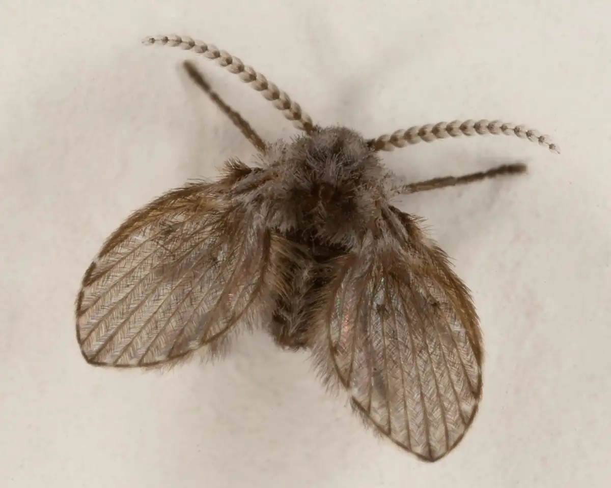 Drain fly resting on a wall
