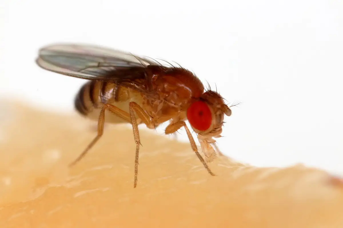 Fruit fly feeding on ripe banana flesh