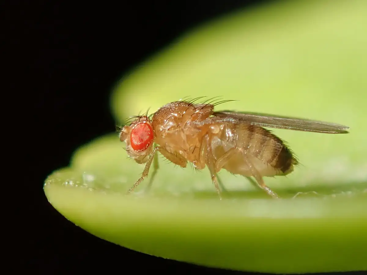 Fruit fly close-up showing the bright red eyes used for identification