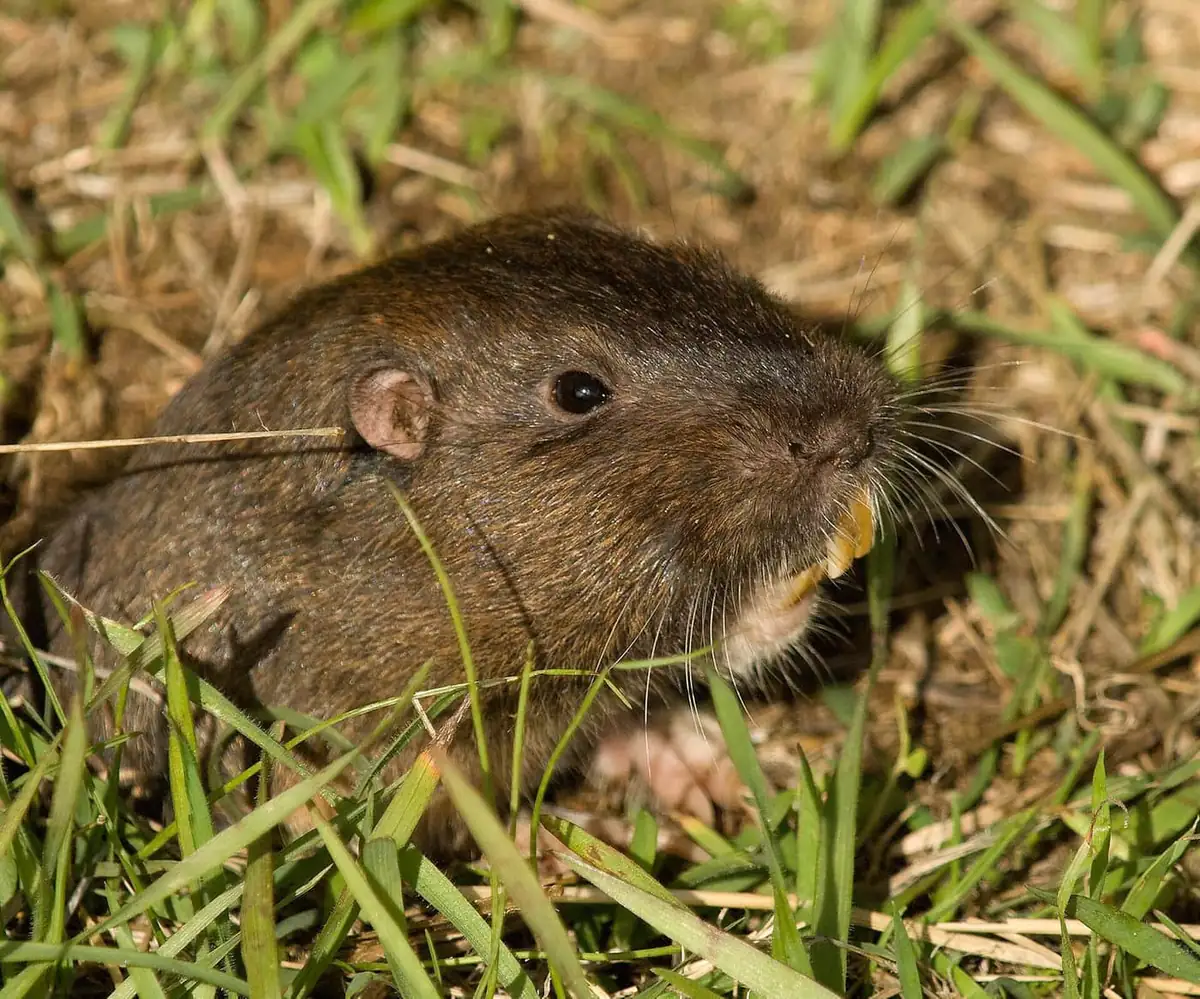Close-up of a Botta's pocket gopher showing its small eyes, whiskers, and large front teeth