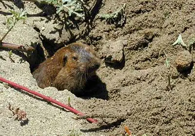 Valley pocket gopher peeking from its burrow in sandy soil