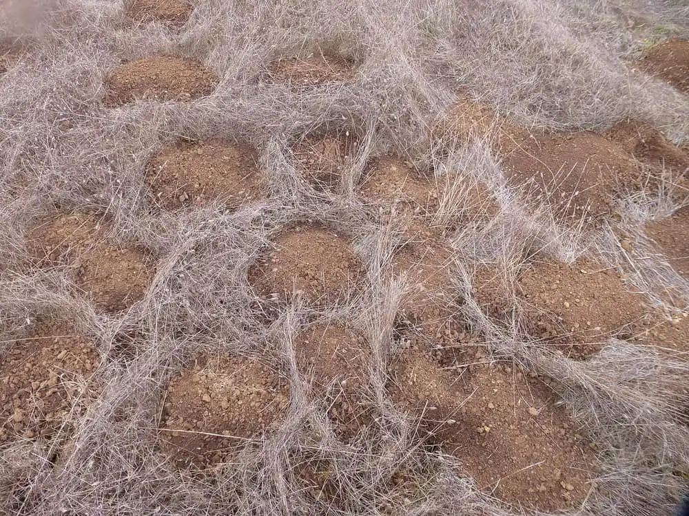 Field dotted with fresh pocket gopher mounds in dry grass