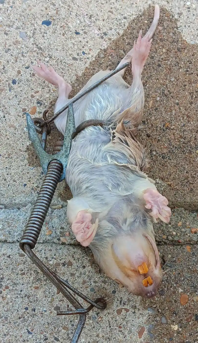 Pocket gopher caught in a pincer-style trap, showing the large orange front teeth