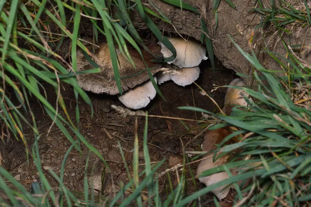 Groundhog burrow mouth in grass with fungi growing at the entrance