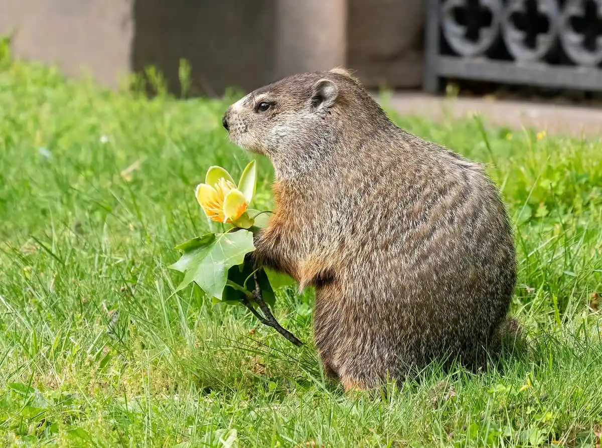 Groundhog sitting in grass holding a flower it has been eating