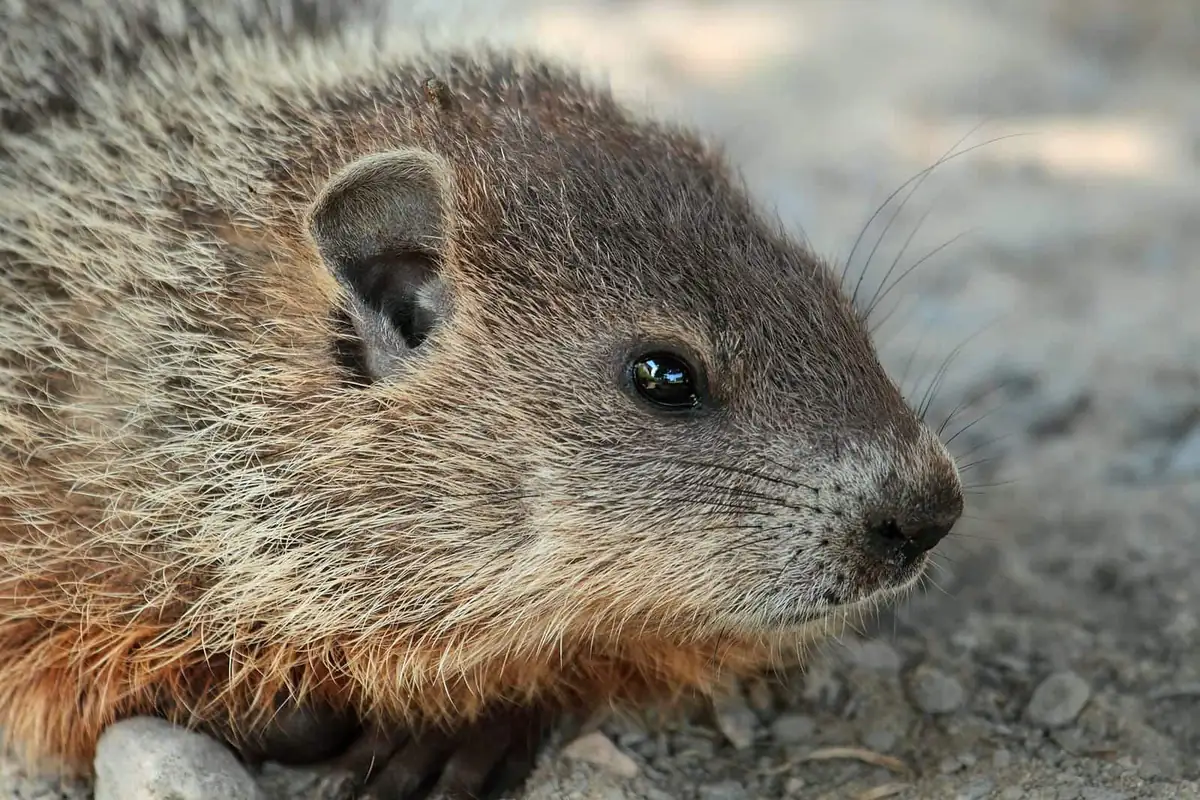 Groundhog (Marmota monax) close-up