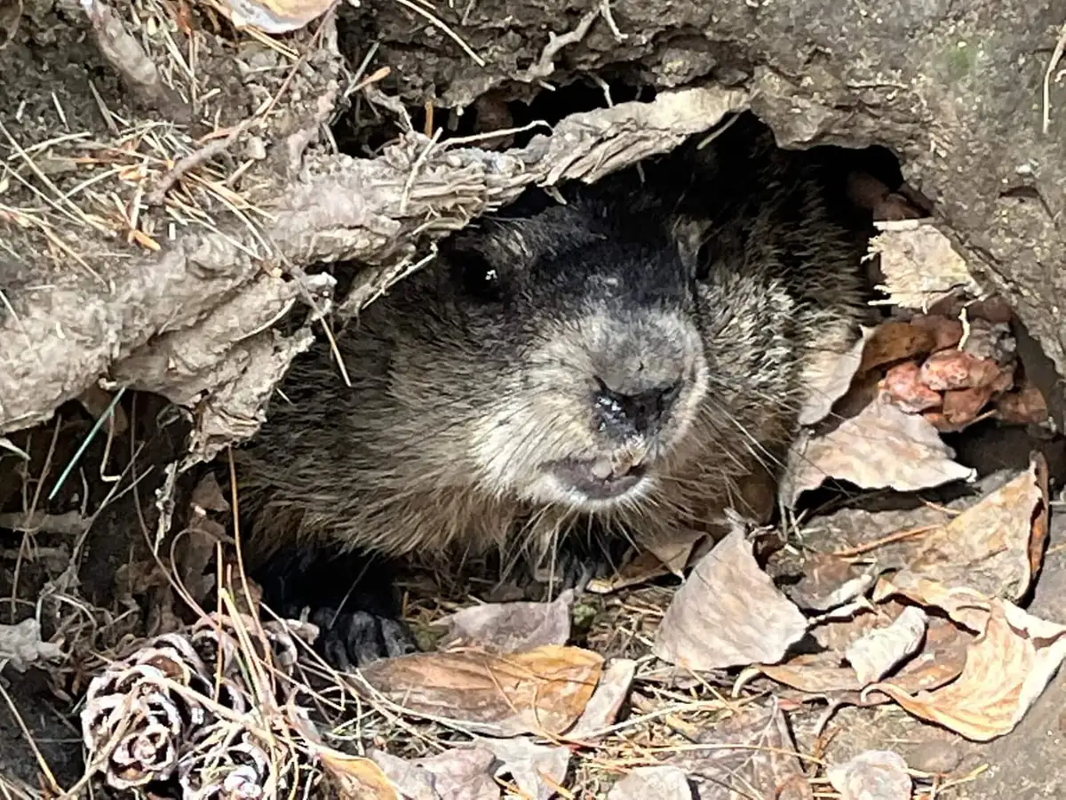 Groundhog peering from the dark mouth of its burrow