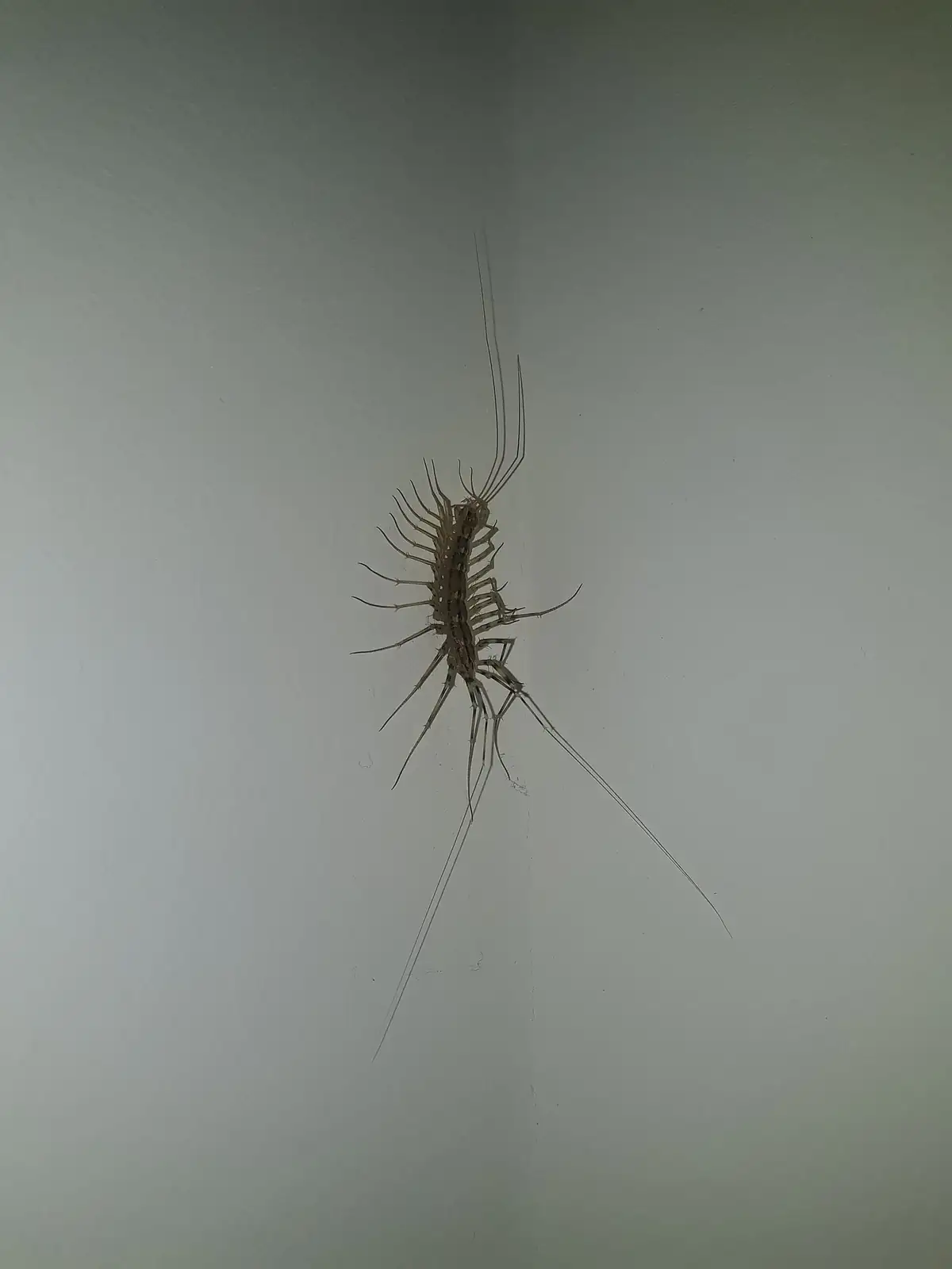 House centipede with banded legs resting on a damp indoor surface