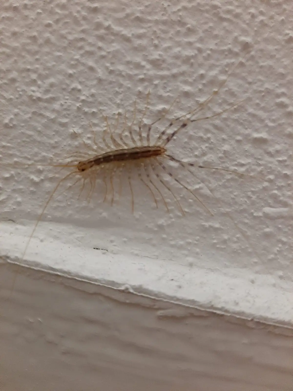 House centipede with long banded legs on an indoor wall
