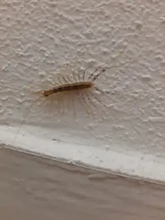 House centipede with long banded legs on an indoor wall