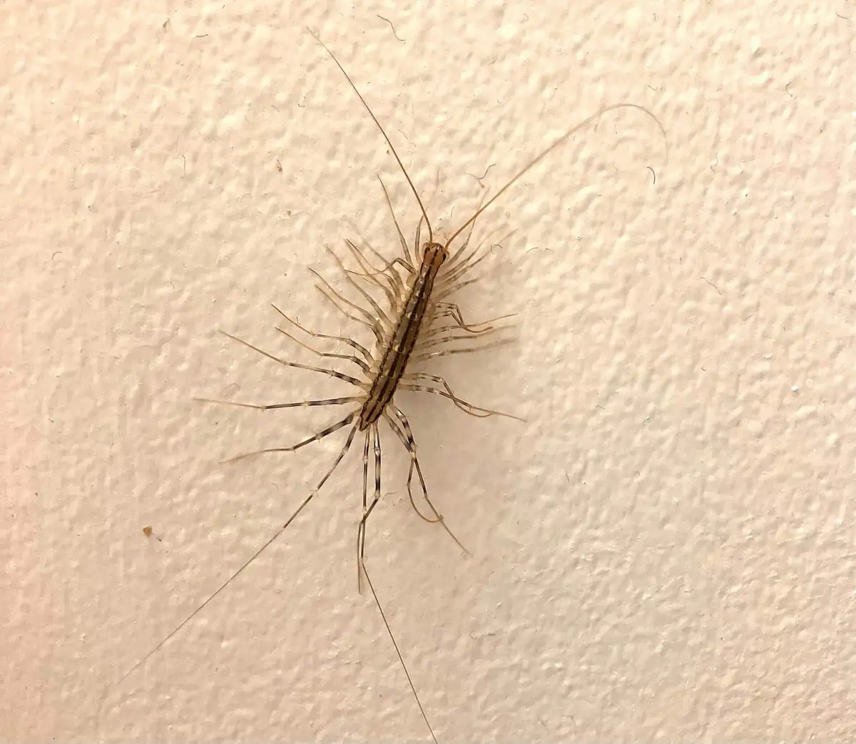 House centipede showing striped body segments and long delicate legs