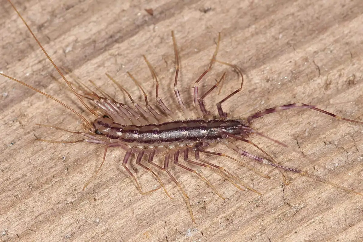 Close view of a house centipede showing long antennae and banded leg pairs