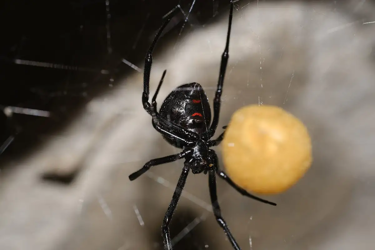 Black widow guarding her round egg sac in a web