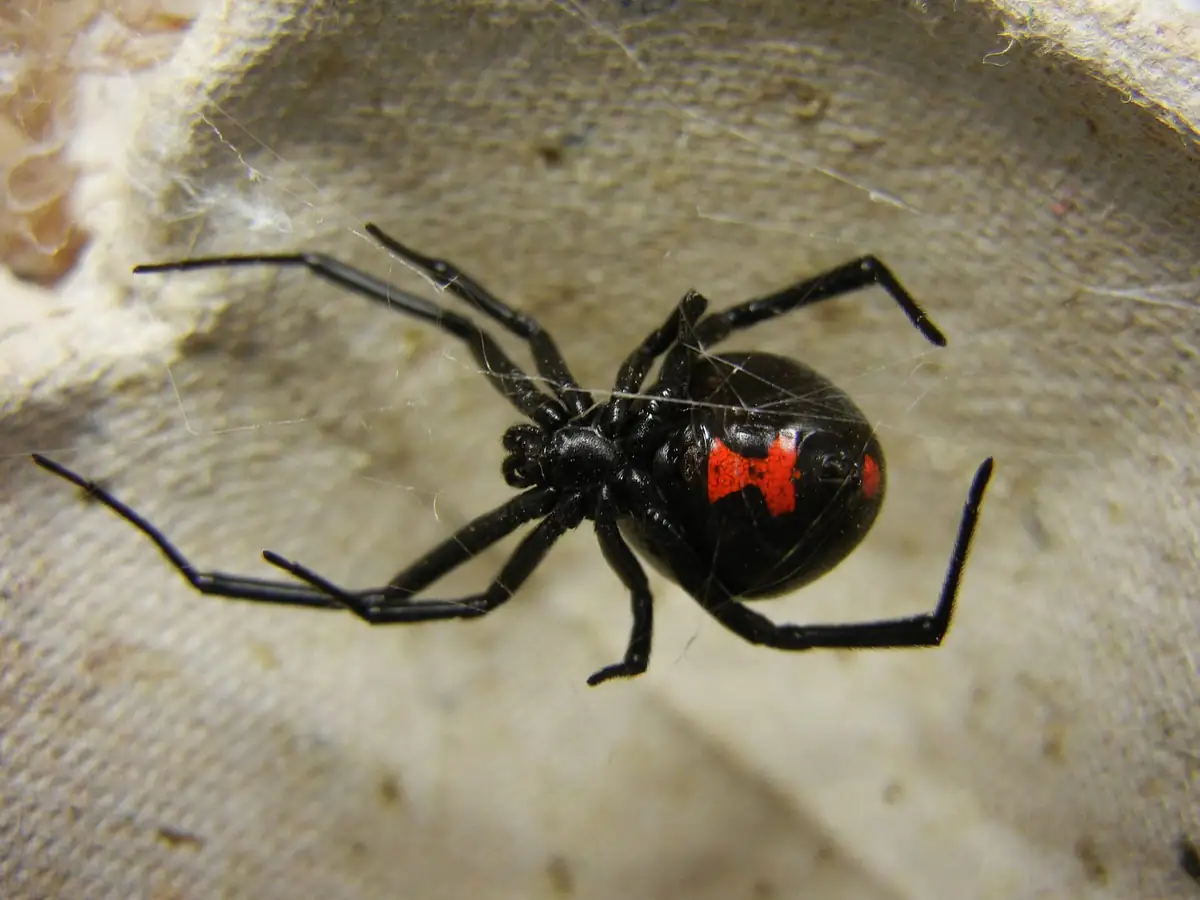 Adult female black widow spider