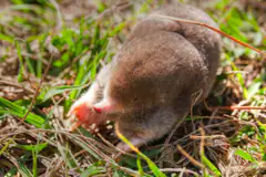Eastern mole, Scalopus aquaticus