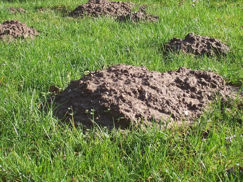 Fresh molehills pushed up along a lawn edge