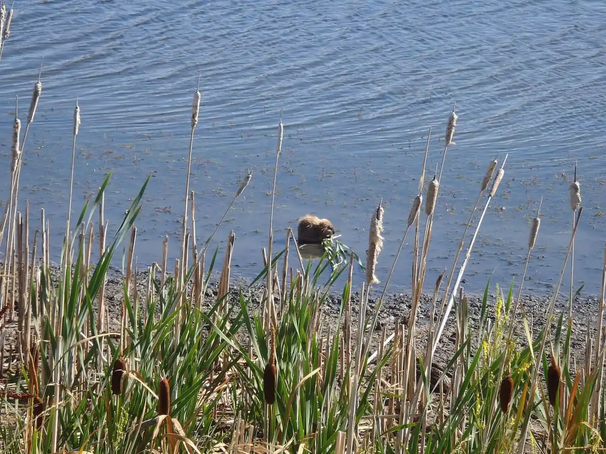 Muskrat feeding among cattails at the edge of a pond