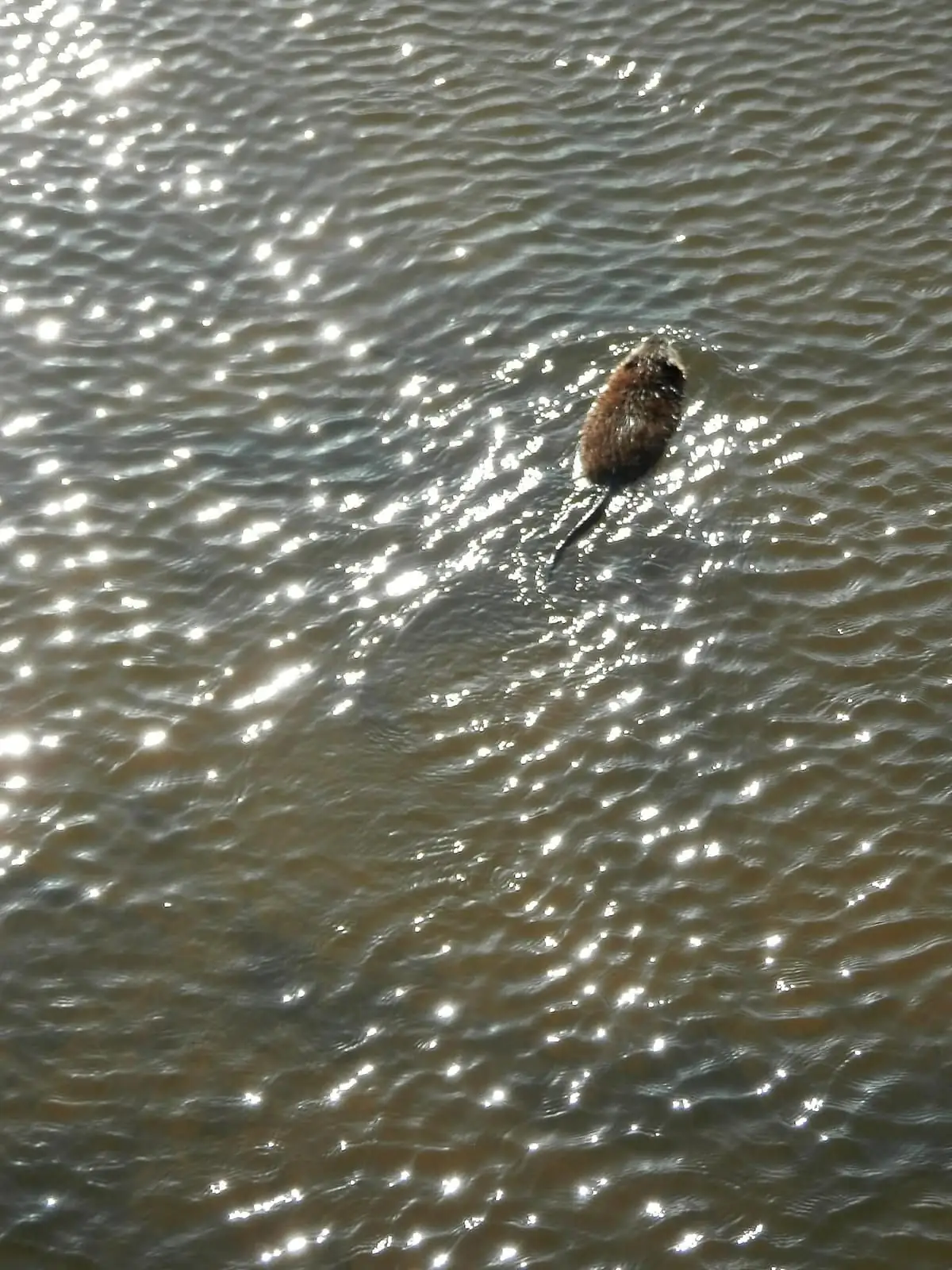 Muskrat seen from above swimming through sparkling open water, tail extended