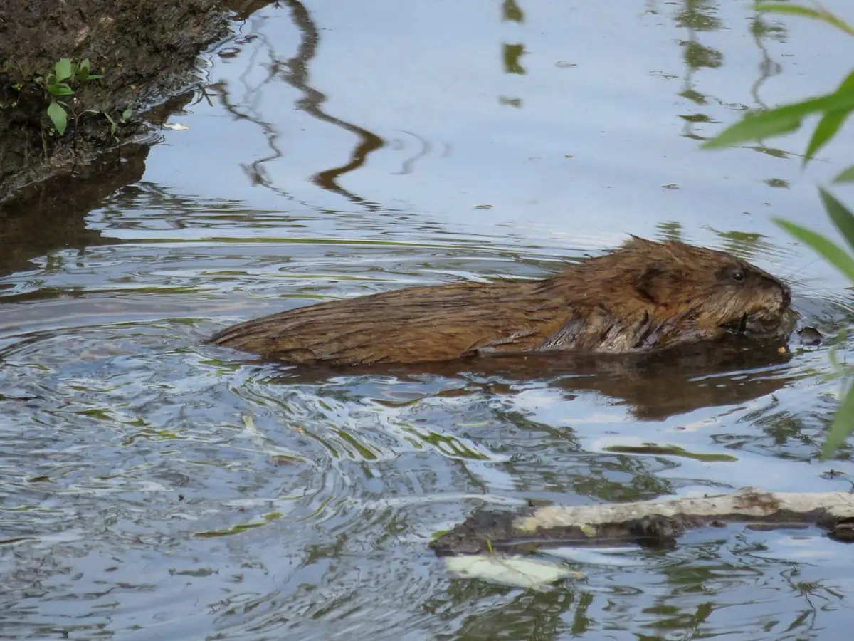 Muskrat swimming low near a vegetated bank with ripples spreading behind