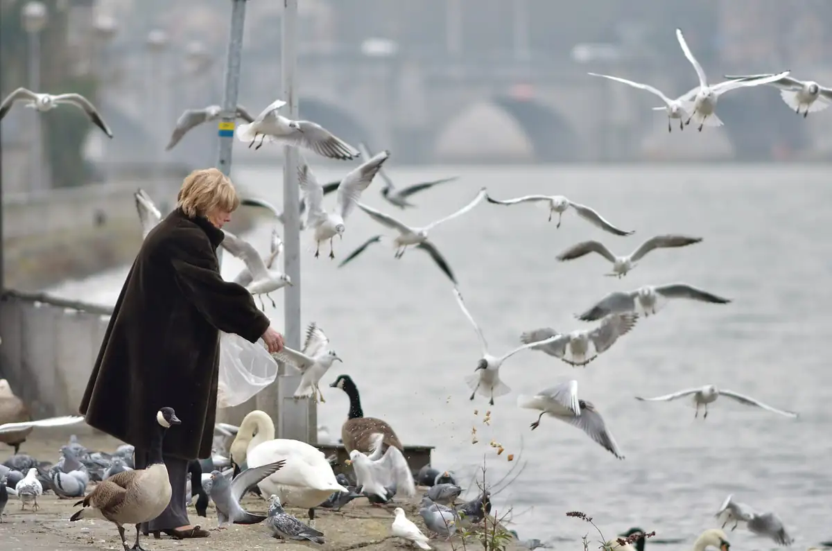 Woman scattering bread to a mixed flock of gulls, geese and pigeons by the water