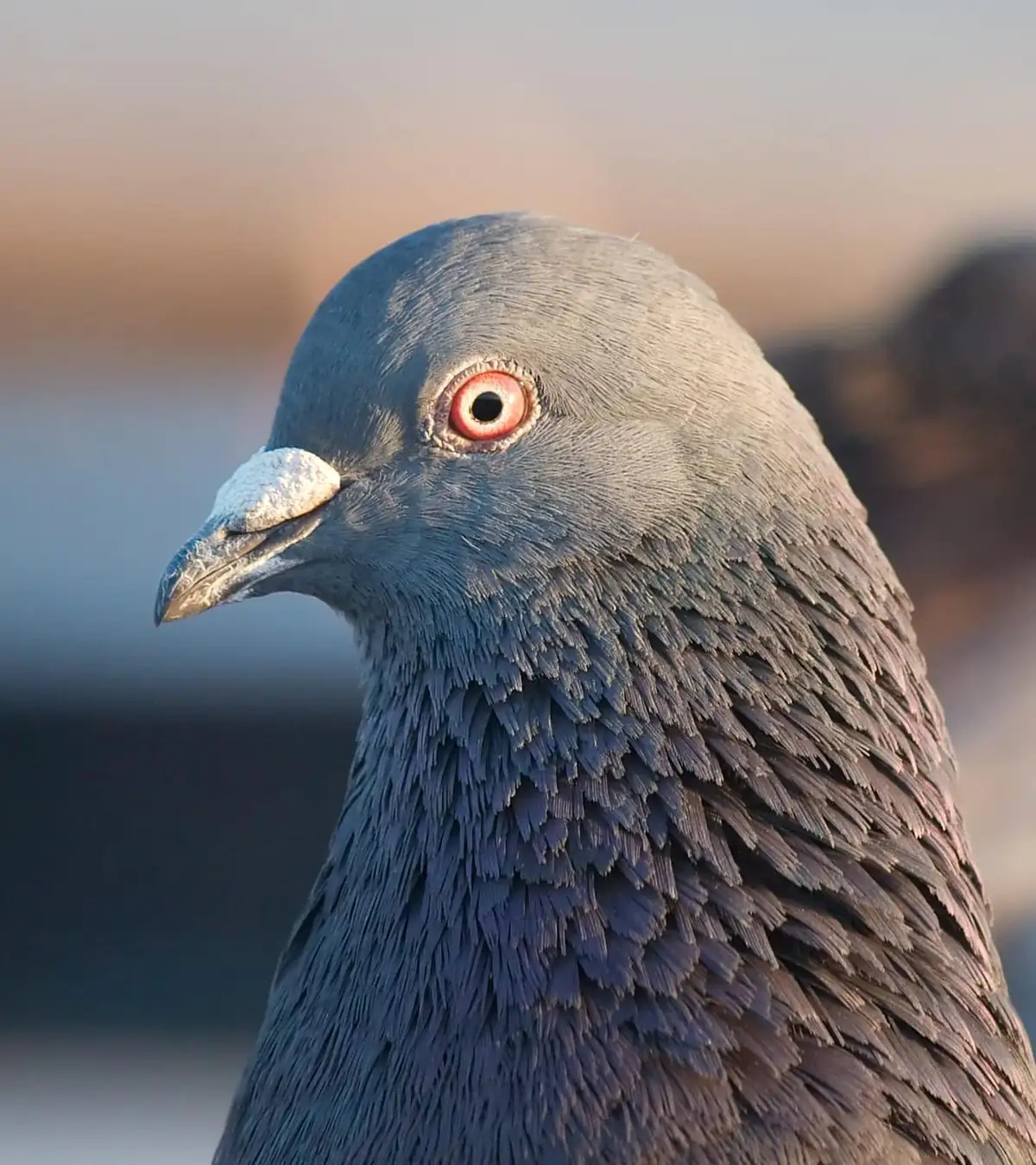 Close portrait of a rock pigeon showing gray plumage and red eye