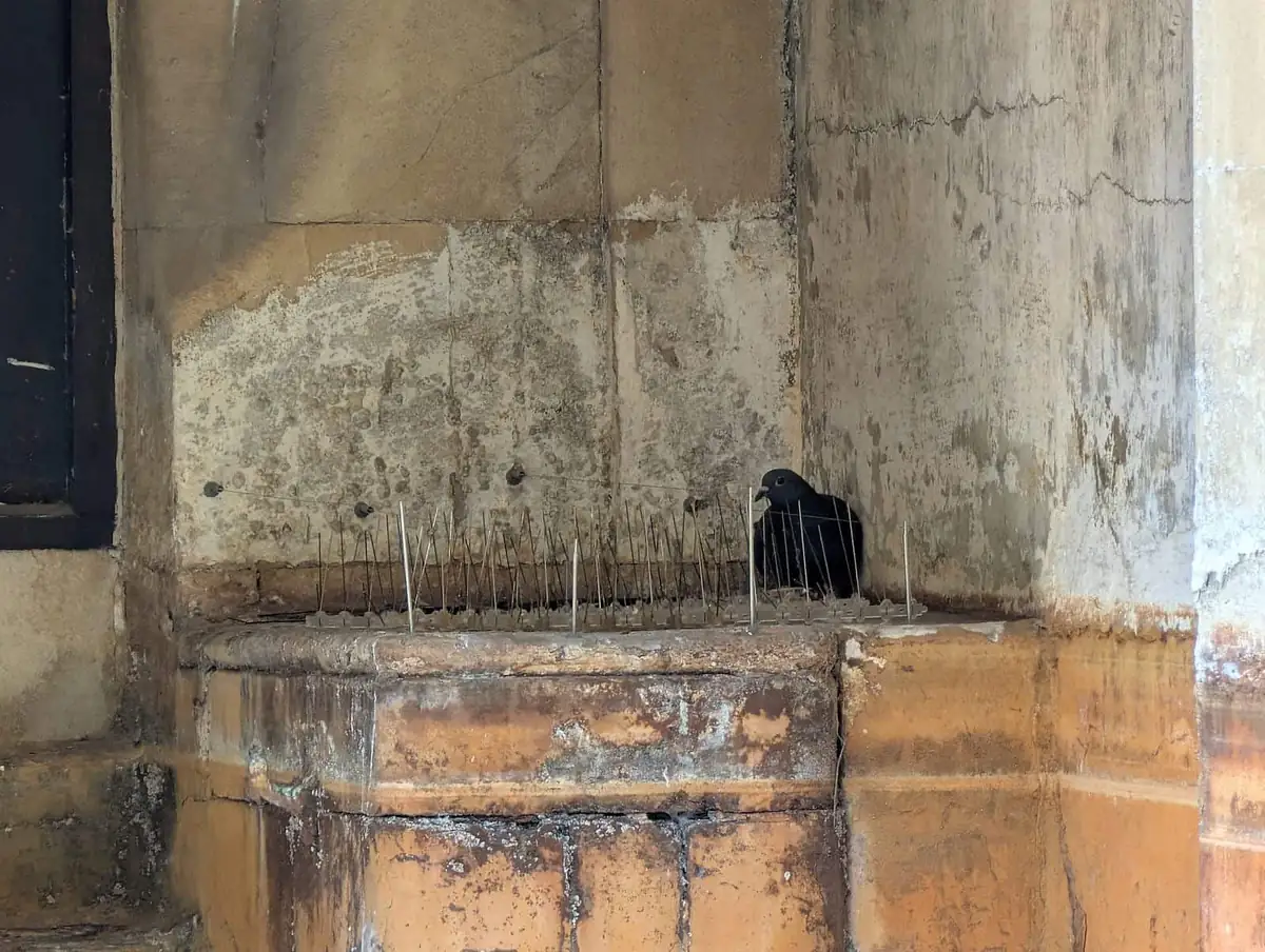 Dark pigeon sitting on a stone ledge behind a row of bird spikes