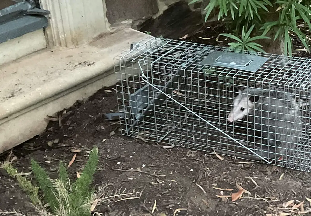 Opossum inside a wire live trap set against a house foundation
