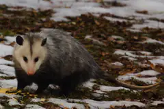 Virginia opossum with white face and bare tail standing on leaf litter